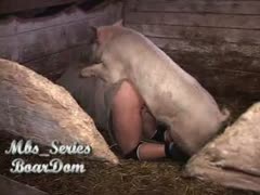 A pig in a filthy enclosure having horny, homosexual animal sex